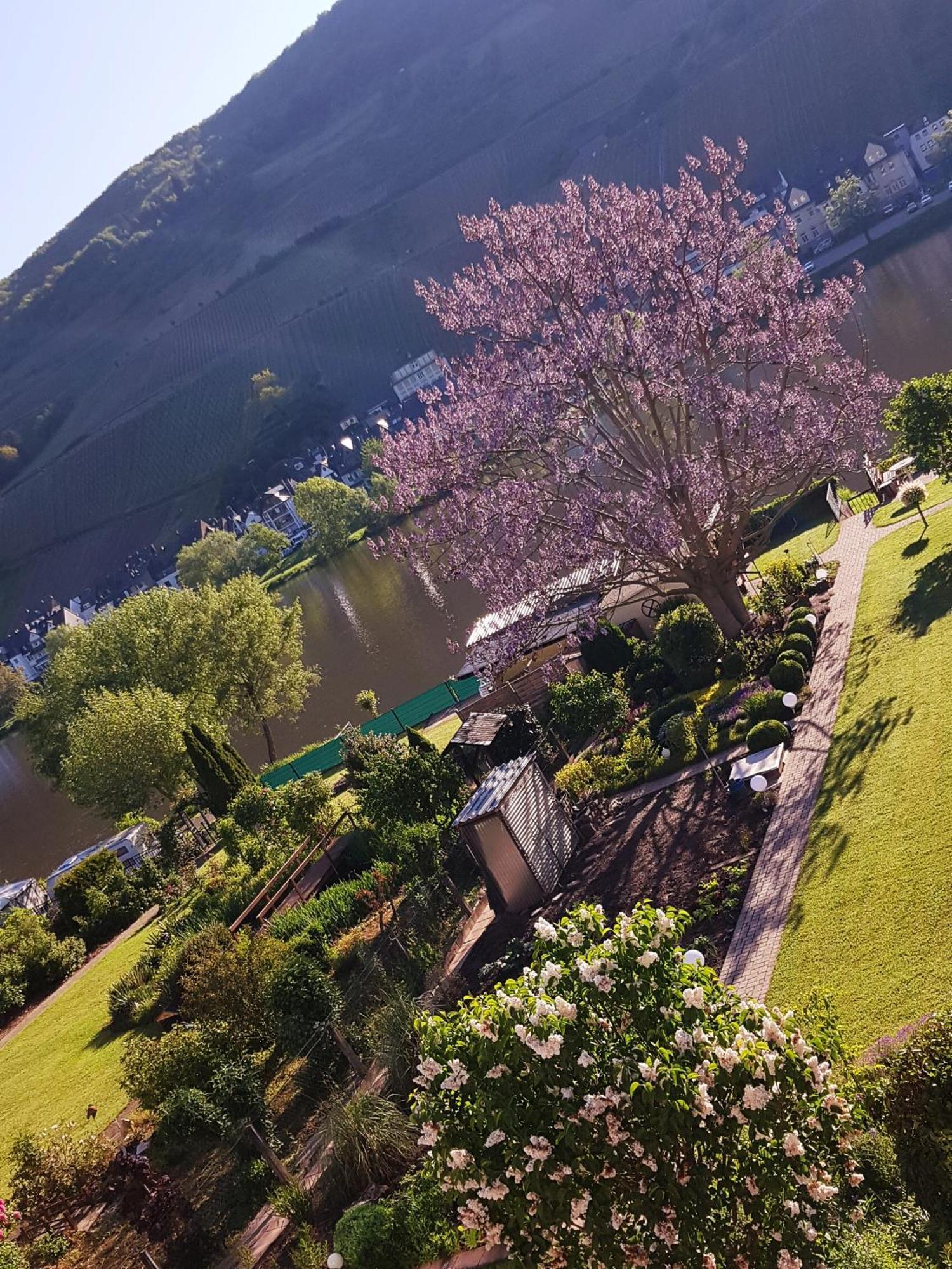 Zum Blauglockenbaum Zell an der Mosel Exterior foto